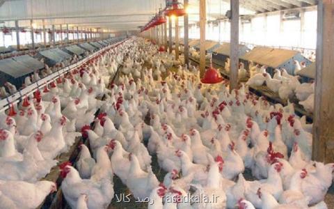 گرانی مواد پروتئینی دلیل افزایش قیمت مرغ است