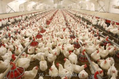 7700 تن گوشت مرغ گرم هفتم فروردین ارائه شد