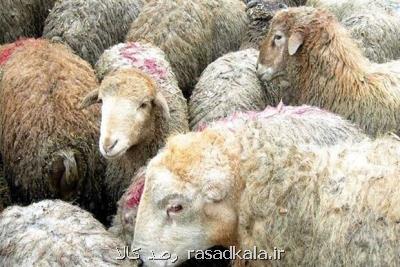 كشور در ماه های آتی با كمبود شدید دام و گوشت مواجه می شود