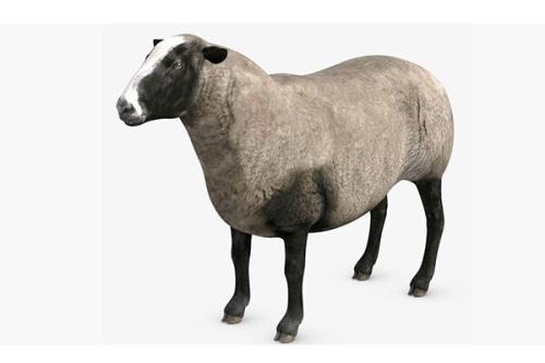 دانستنی های جالب درباره گوسفندان