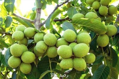 معرفی پربارترین ارقام نهال گردو بعلاوه راهنمای انتخاب و خرید نهال