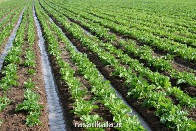 حذف ارز ۴۲۰۰ تومانی منجر به خوداتکایی در تولید شکر شد