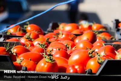 کاهش جزئی قیمت گوجه فرنگی