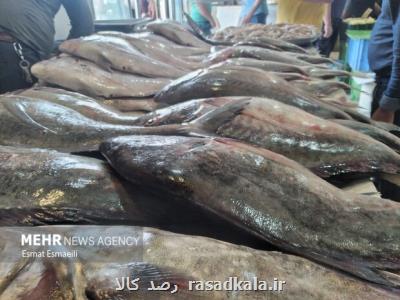 قیمت انواع ماهی چهارشنبه ۲۲ تیرماه ۱۴۰۱