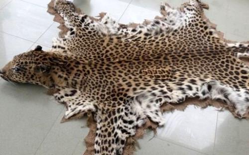 تجارت عجیب و غریب پوست مار، پلنگ، شیر، آهو، روباه، خرس