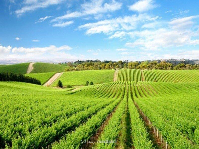 اعمال تخفیف ۲۰ درصدی بیمه محصولات برای کشاورزان دارای کشت قراردادی