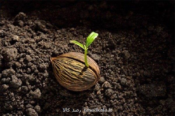 معرفی و قیمت خرید بذر