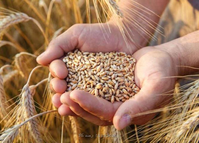 آیا سال 1404 ایران واردکننده گندم می شود؟