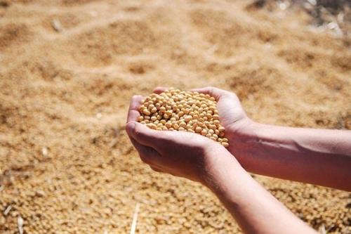 مازاد کنجاله سویا نتیجه واردات بی ضابطه است