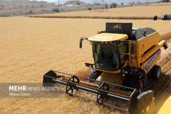 آمادگی شرکت تجاری دولتی برای خرید تمام گندم تولیدی کشور