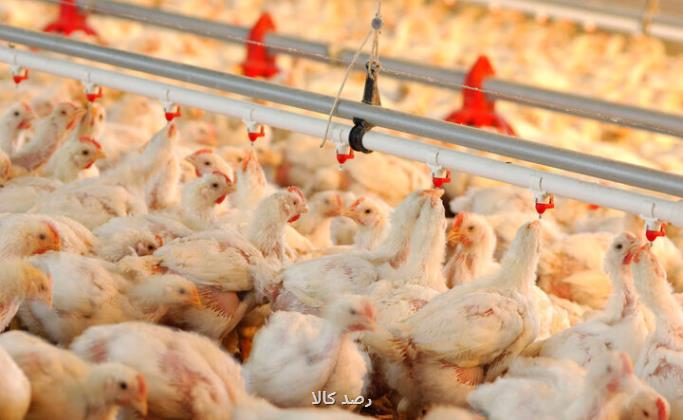 قیمت مرغ تغییر می کند؟