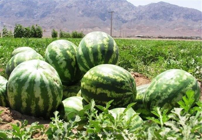 میانگین غلظت نیترات در هندوانه های کشور کمتر از ۱۰ میلی گرم بر کیلوگرم