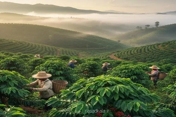 بهترین قهوه دنیا سفری از دانه تا فنجان