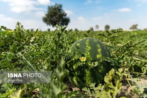 میتوان بوته هندوانه را به کدو پیوند زد