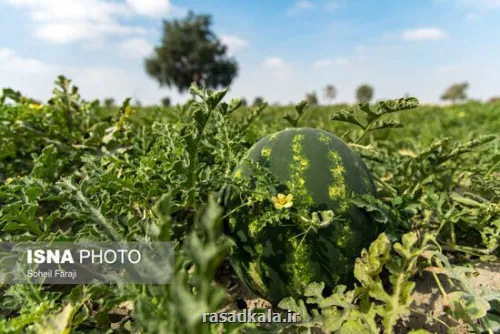 میتوان بوته هندوانه را به کدو پیوند زد