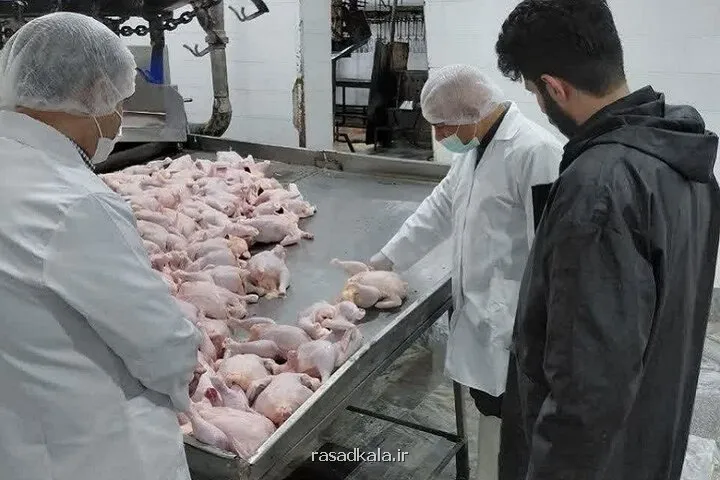 قیمت مرغ تازه
