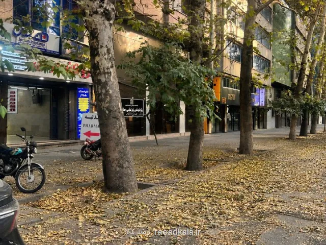 چنارهای بلوار کشاورز در حال خشک شدن هستند؟
