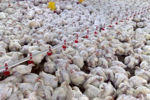 معدوم شدن ۱۱ میلیون قطعه مرغ طی ۳ماه