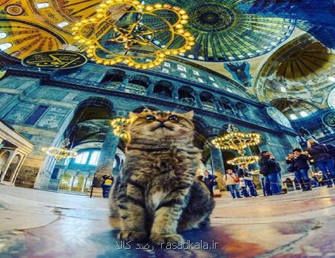 تور استانبول و گربه ای مشهور